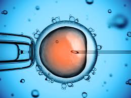 embryo being fertilized